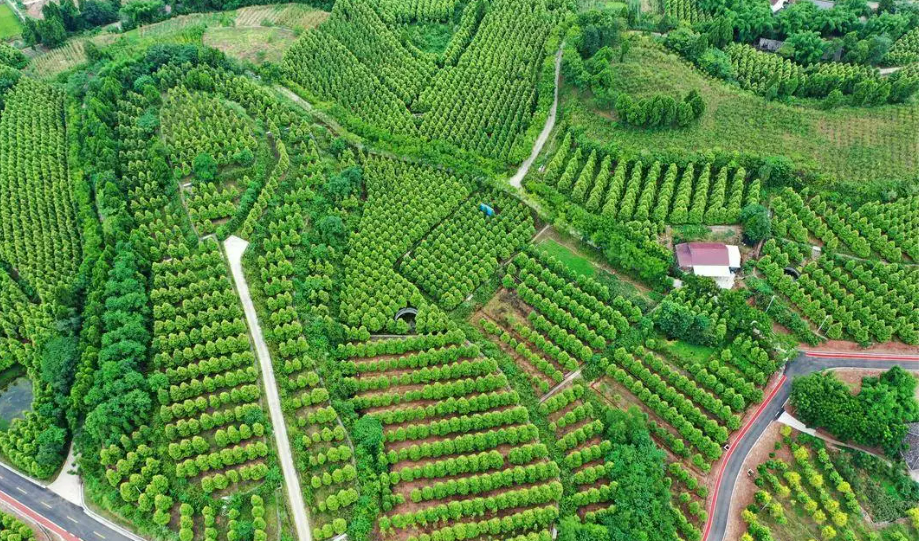 简阳文旅融合成果丰硕，乐至农业产业升级成效显著