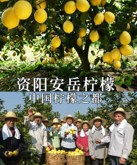 安岳县柠檬产业升级，打造乡村振兴新引擎