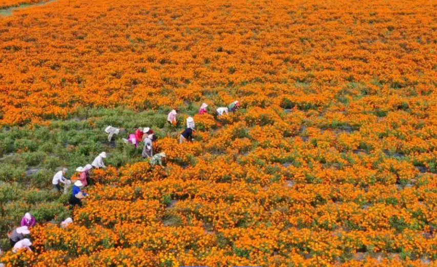 资阳中药产业：依托道地药材资源，打造川中中药产业基地