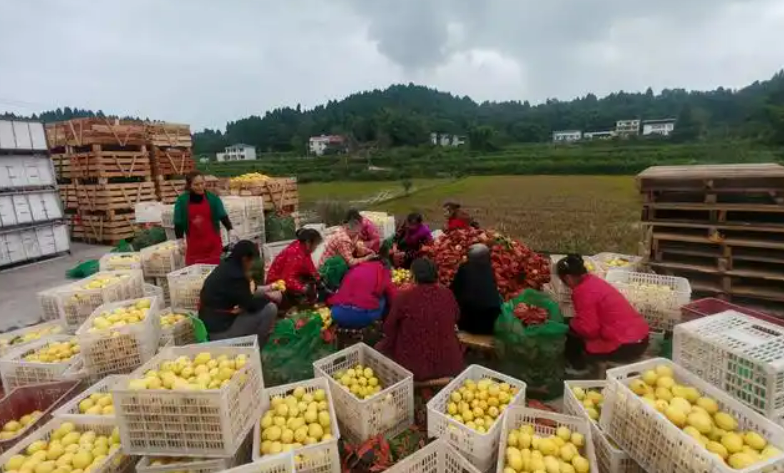 安岳县药果双兴 柠檬 + 中药材铺就乡村振兴路